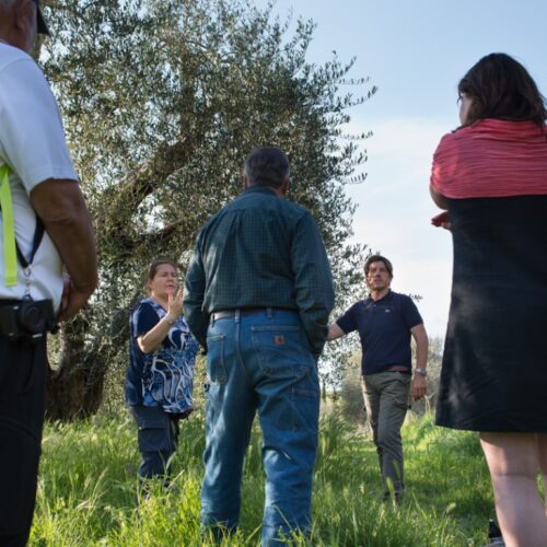 Ulivi Agriturismo Cretaiole